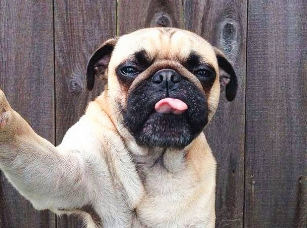 19 Hilarious Animal Selfies That Will Make Your Day. #16 is my Favorite