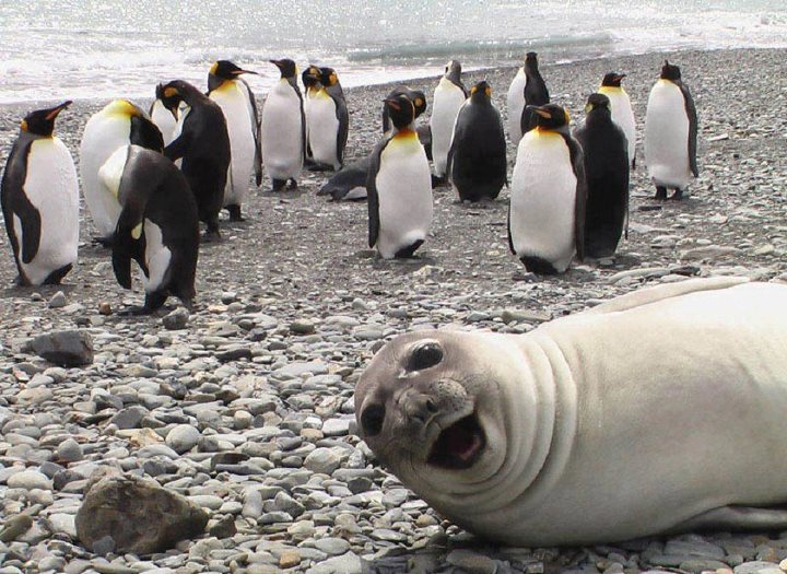 This seal loves selfies with his penguin friends