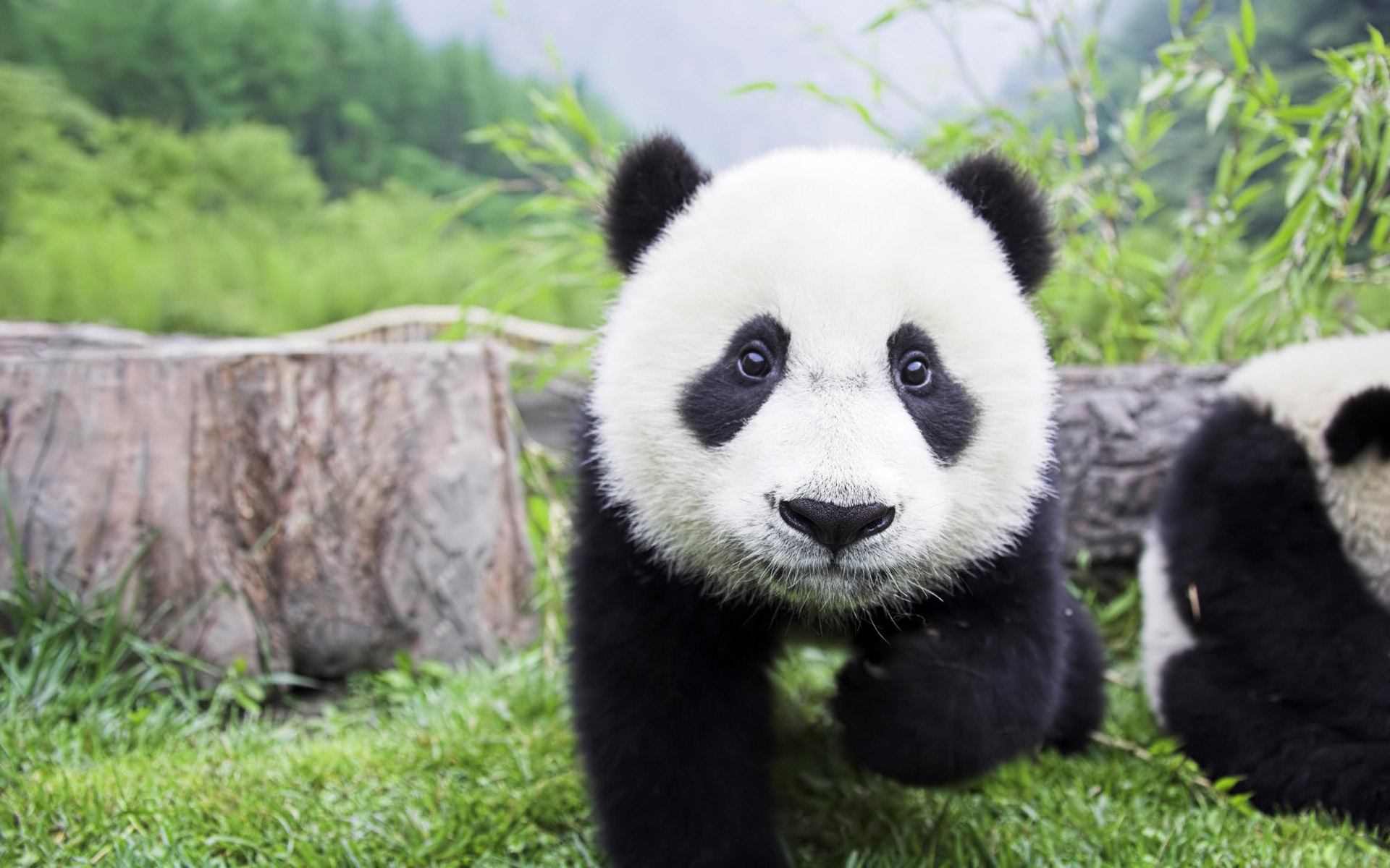 10. A baby panda has the same weight as a cup of tea at birth