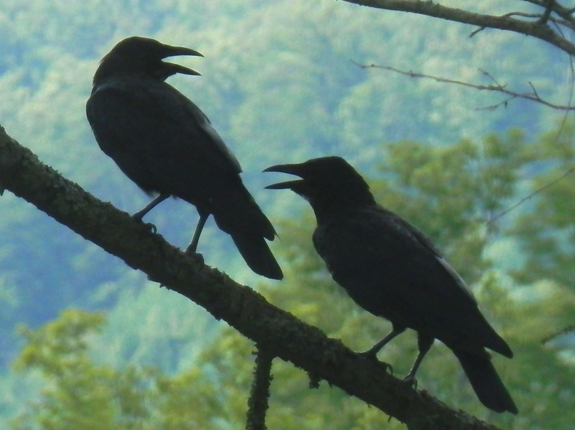 11. Crows enjoy pranking their friends