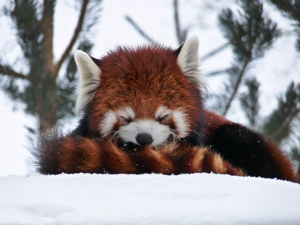 13. Red pandas use their tail as a blanket to stay warm