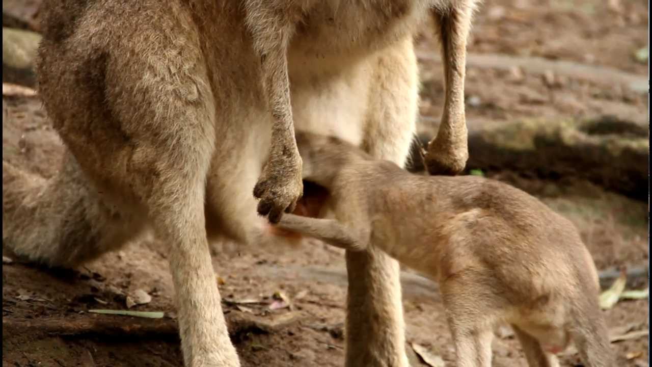15. Joeys are jumping straight into their mother's pouch when they are scared