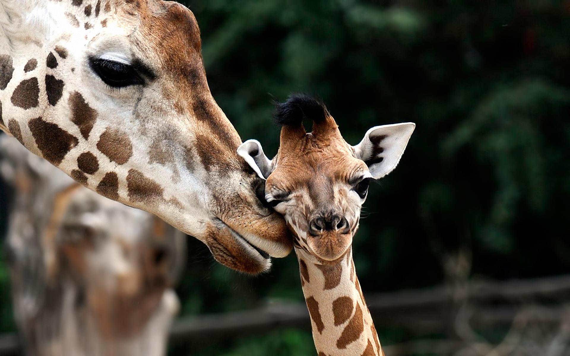 16. When a mother giraffe wants to give birth she often goes back where she was born
