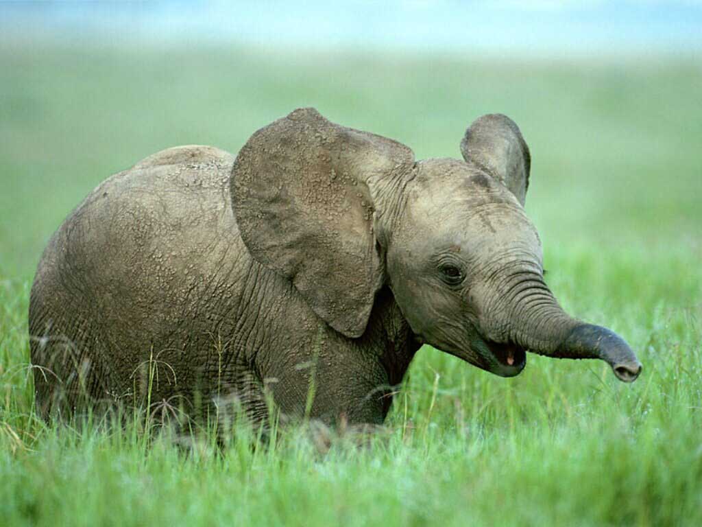 17. A baby elephant sucks his trunk for comfort