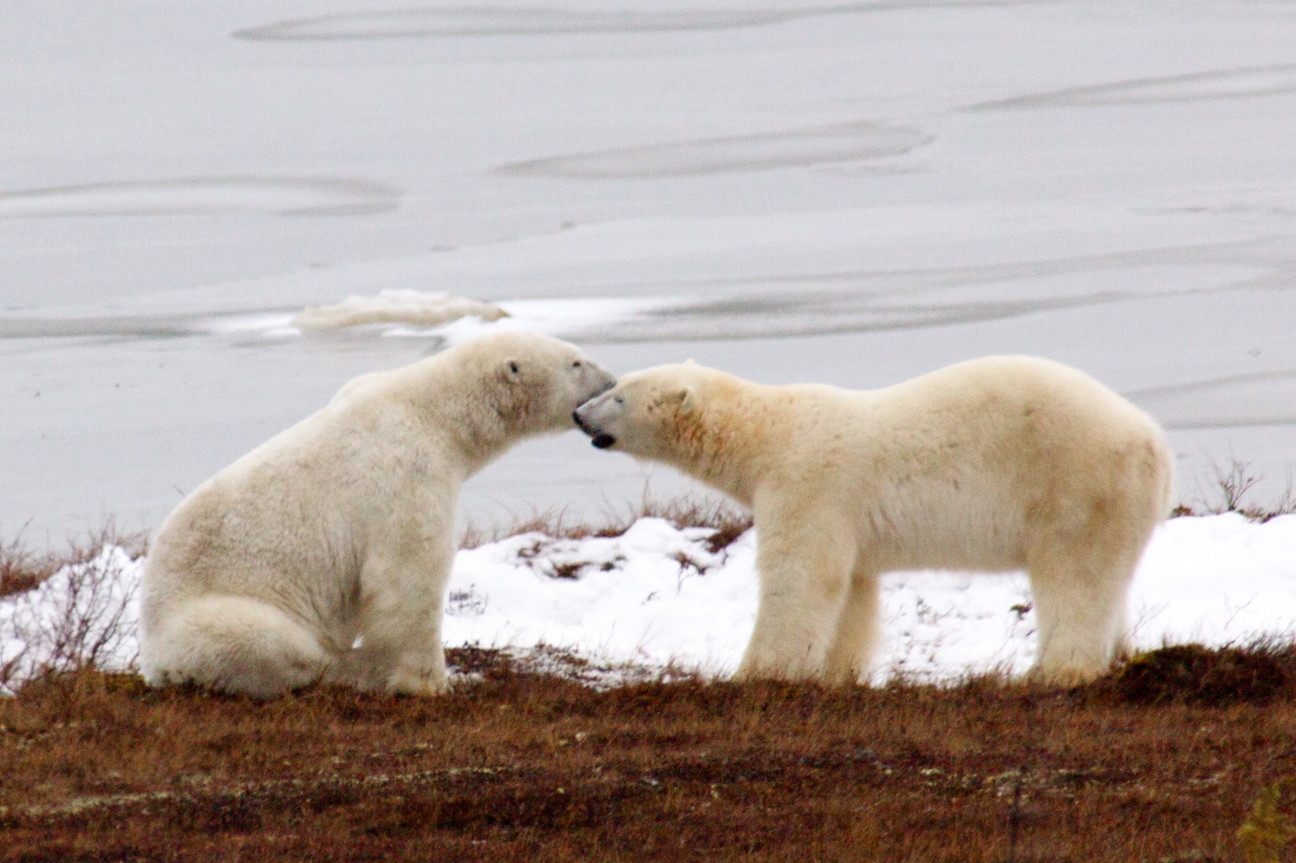 19. Polar bears greet with their noses