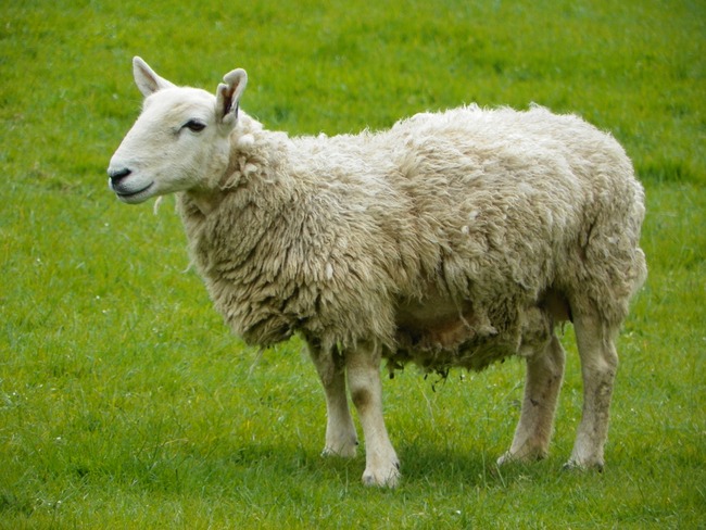 20. Sheep recognise facial features