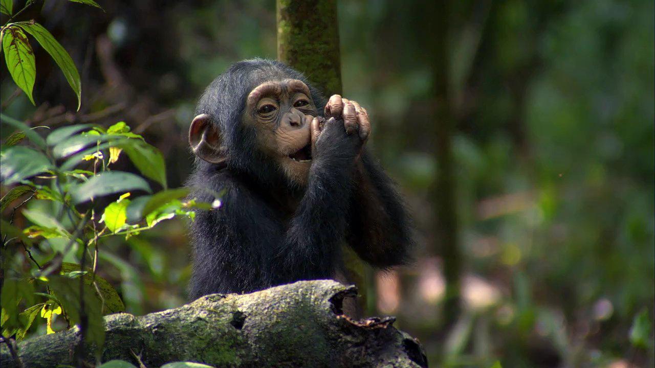 5. Baby chimpanzee girls carry wooden sticks with them as they are their little babies