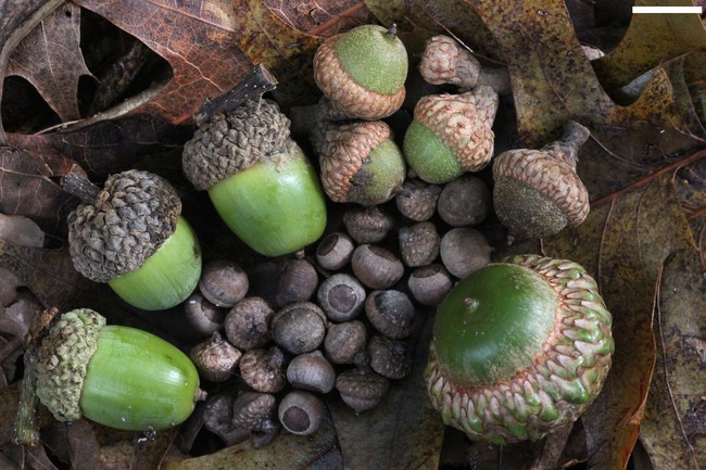 7. Great Britain believed that carrying an acorn with yourself will keep you forever young