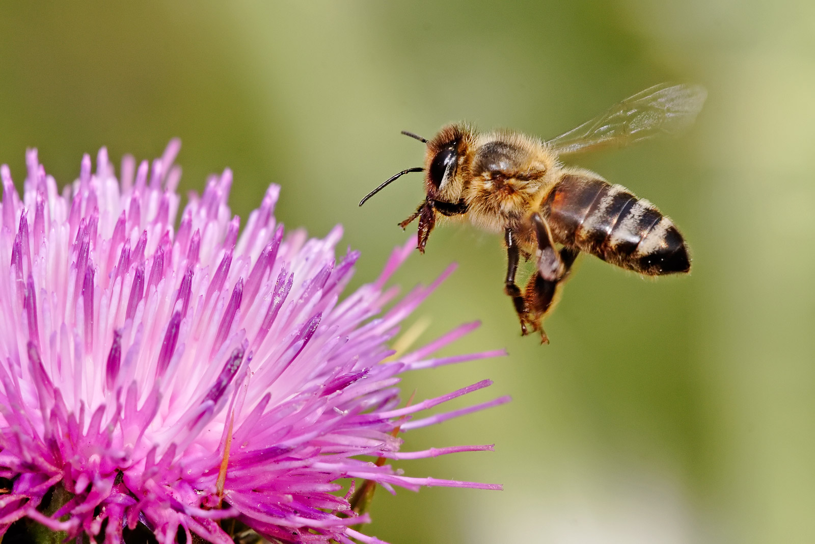 7. Honey Bees can comunicate with eachother through dance