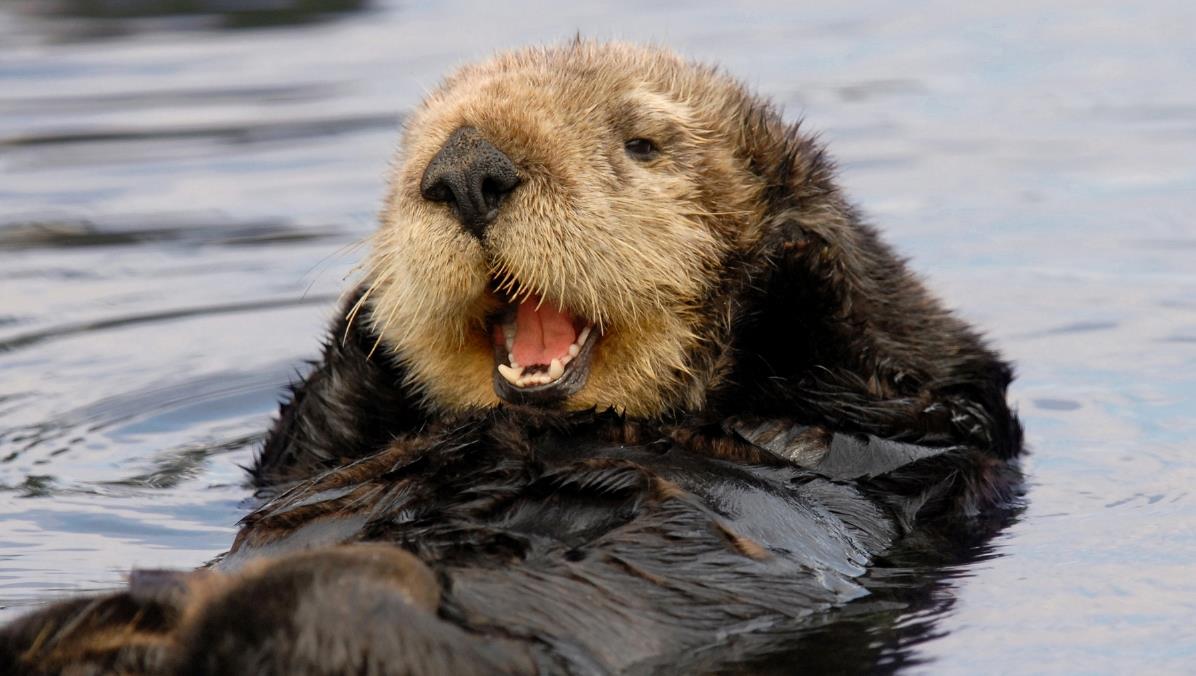 8. Sea otters hide food and favorite rocks in their pockets under their forearm