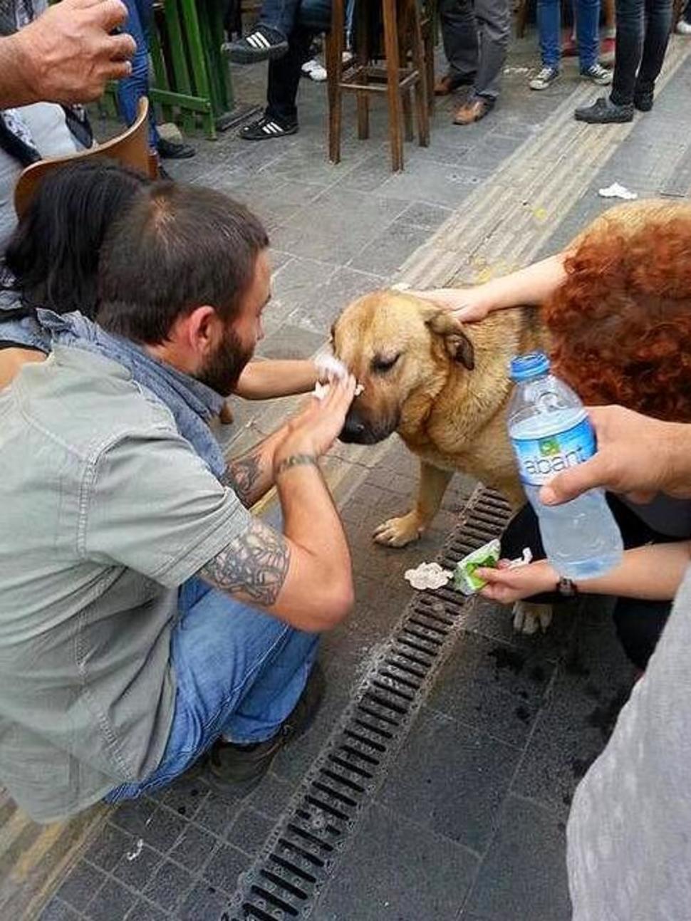 17. Protesters help a tear gassed dog
