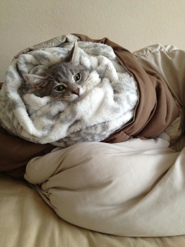These Adorable Little Animals Got Wrapped Up and Look Like ...