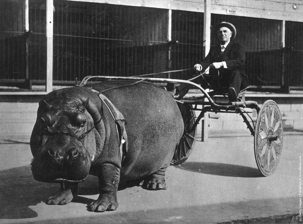 5. Circus Hippo Pulling a Cart, 1924