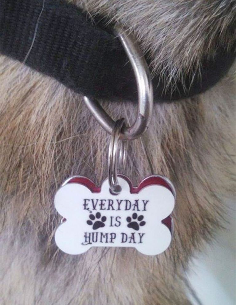 27 Collars Show That These Pets Have Funny And Sarcastic Owners