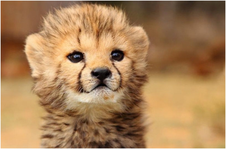 Baby-Cheetah