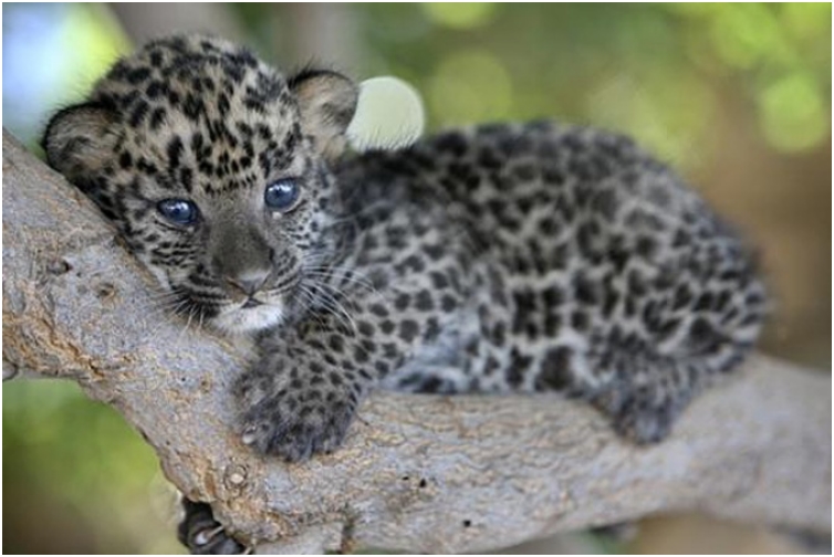 Baby-Leopard