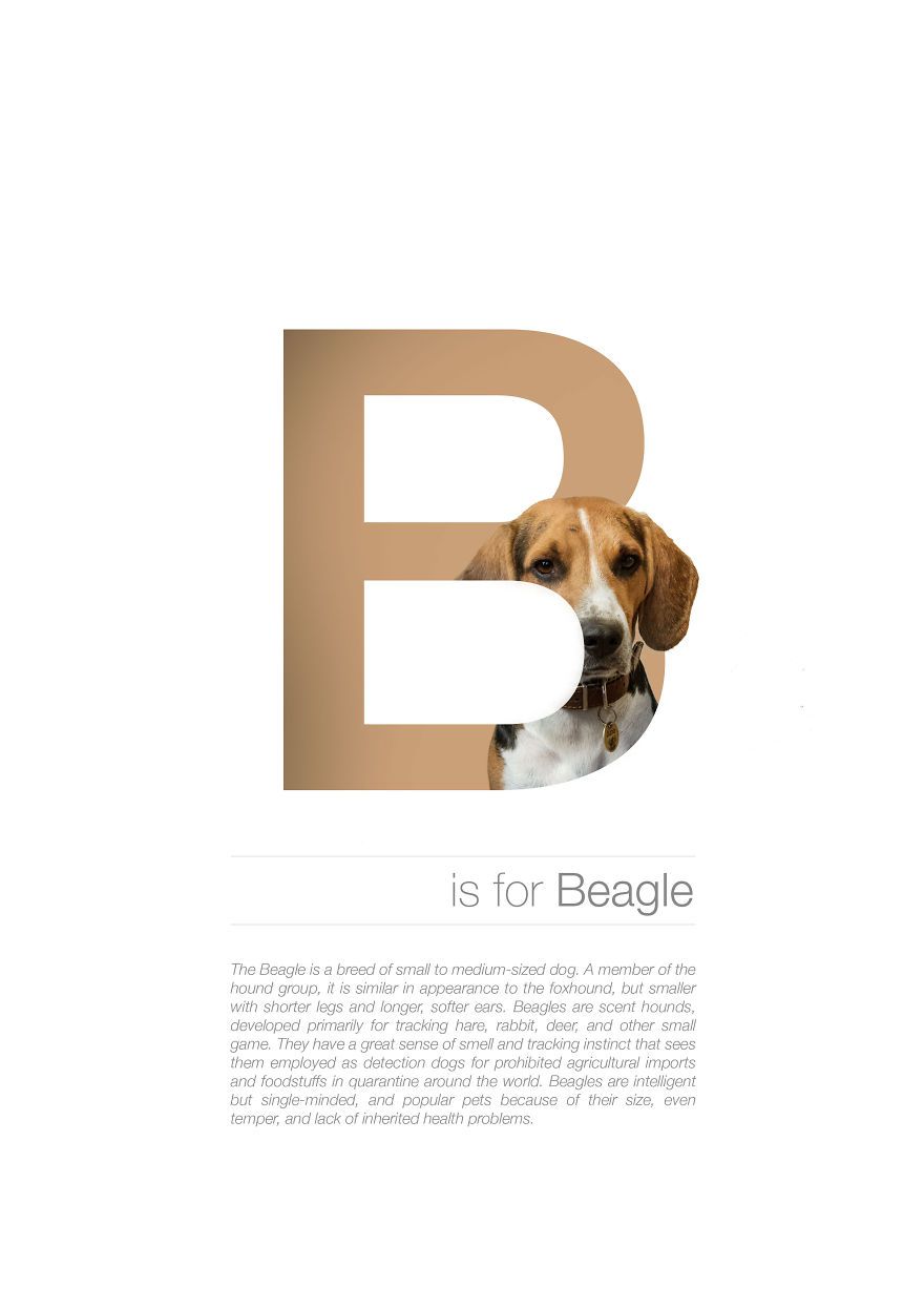 dog-alphabet-i-illustrated-dog-breeds-in-alphabetical-order-2__880