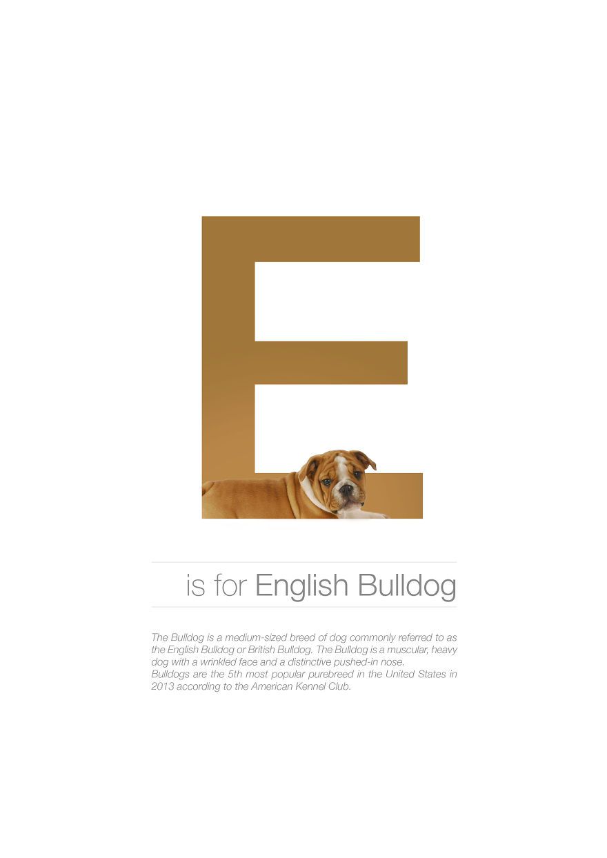dog-alphabet-i-illustrated-dog-breeds-in-alphabetical-order-5__880