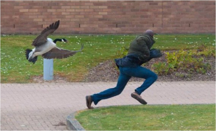 funny-hilarious-pictures-when-birds-suddenly-attack-people-pic-pictures-images-photos-3