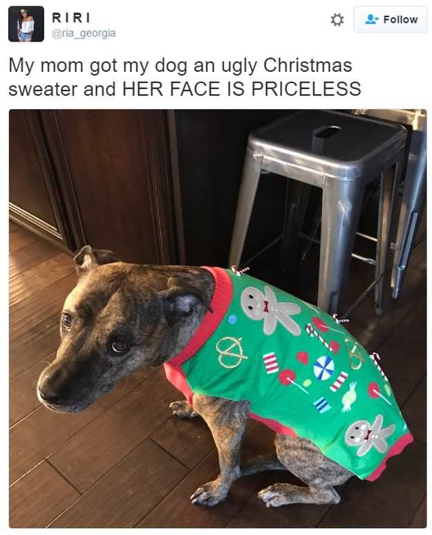 15-dogs-from-twitter-in-christmas-sweaters-03