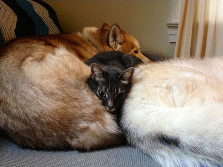 cute-cats-sleeping-on-dogs-10__605