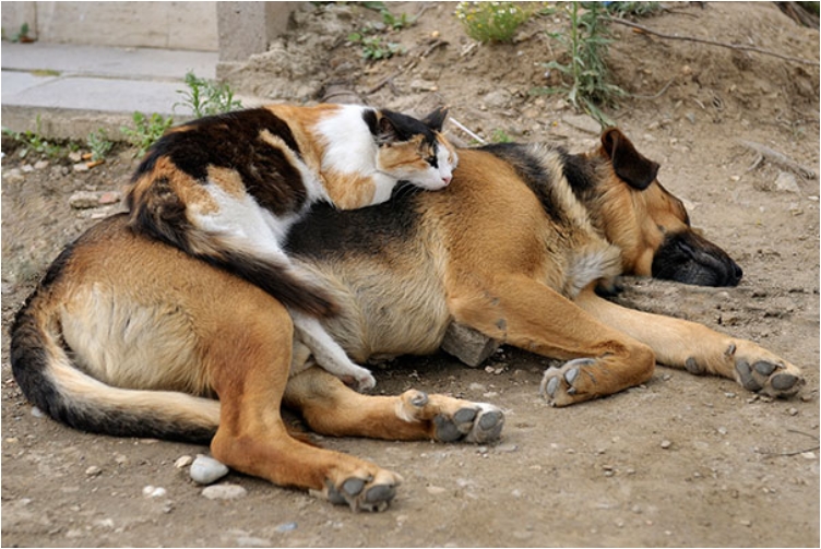 cute-cats-sleeping-on-dogs-23__605