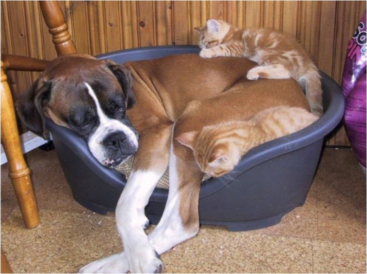cute-cats-sleeping-on-dogs-27__605