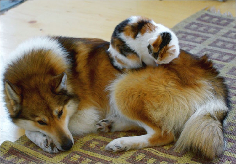 cute-cats-sleeping-on-dogs-29__605