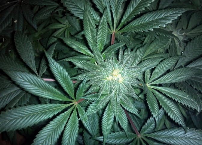 6 Factors To Look For While Buying Weed From An Online Store