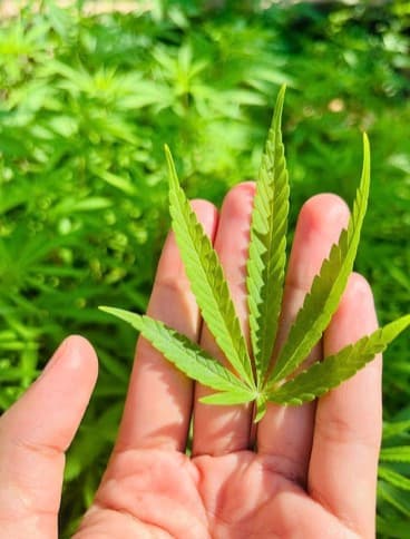 5 Tips To Safely Carry Your CBD Oil To Your Next Travel Adventure