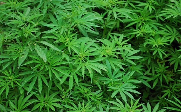 How To Store LSD In Summer So That You Can Get Most Of Its Effects?