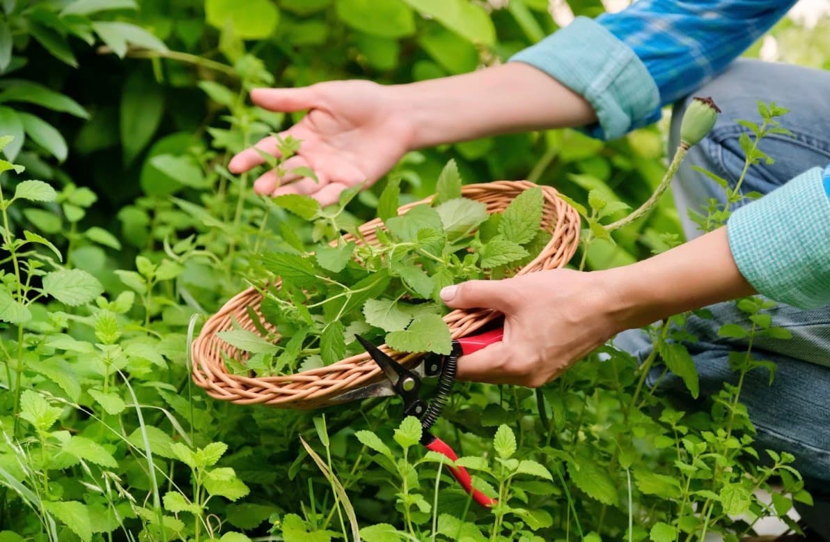 Can I Make Lemon Essential Oil from Lemon Balm?