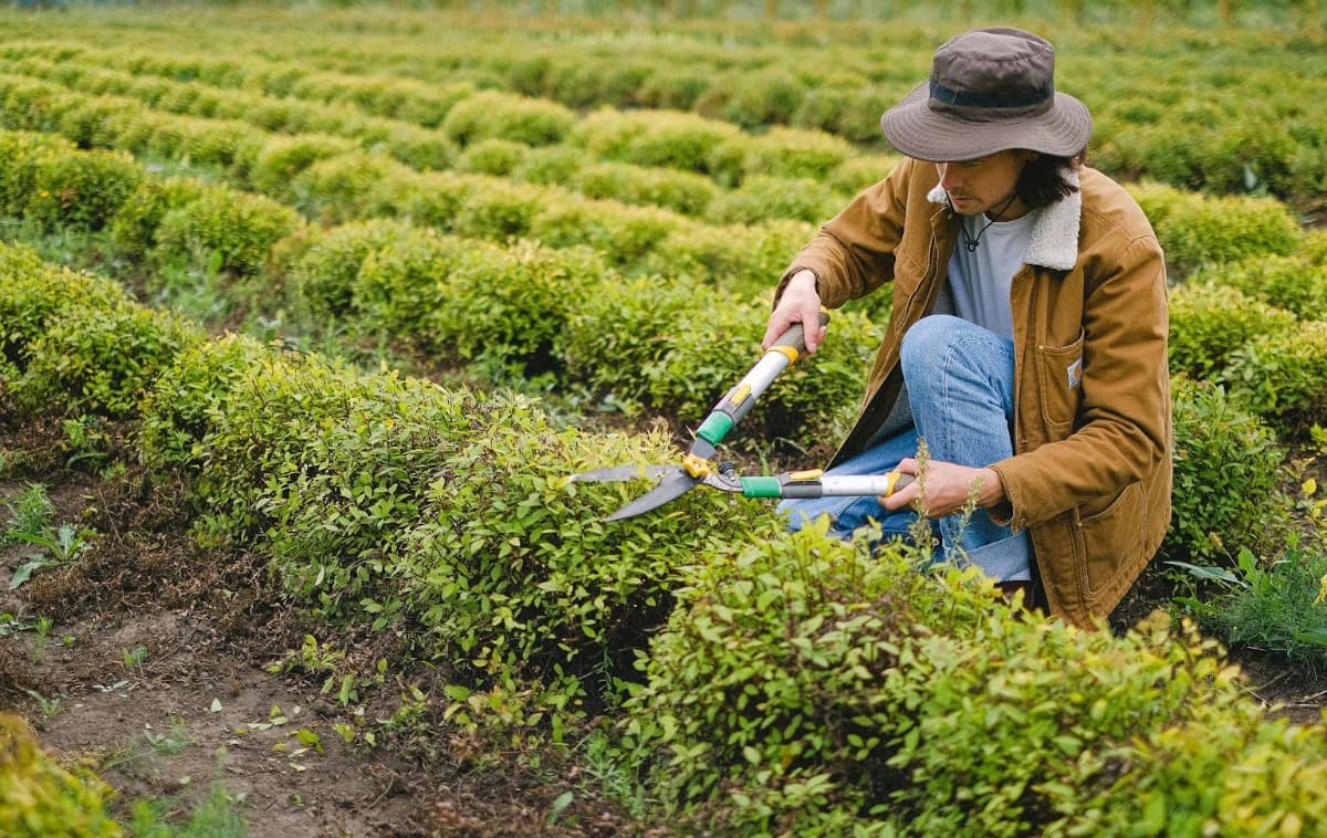 The Ultimate Guide to Proper Garden Maintenance