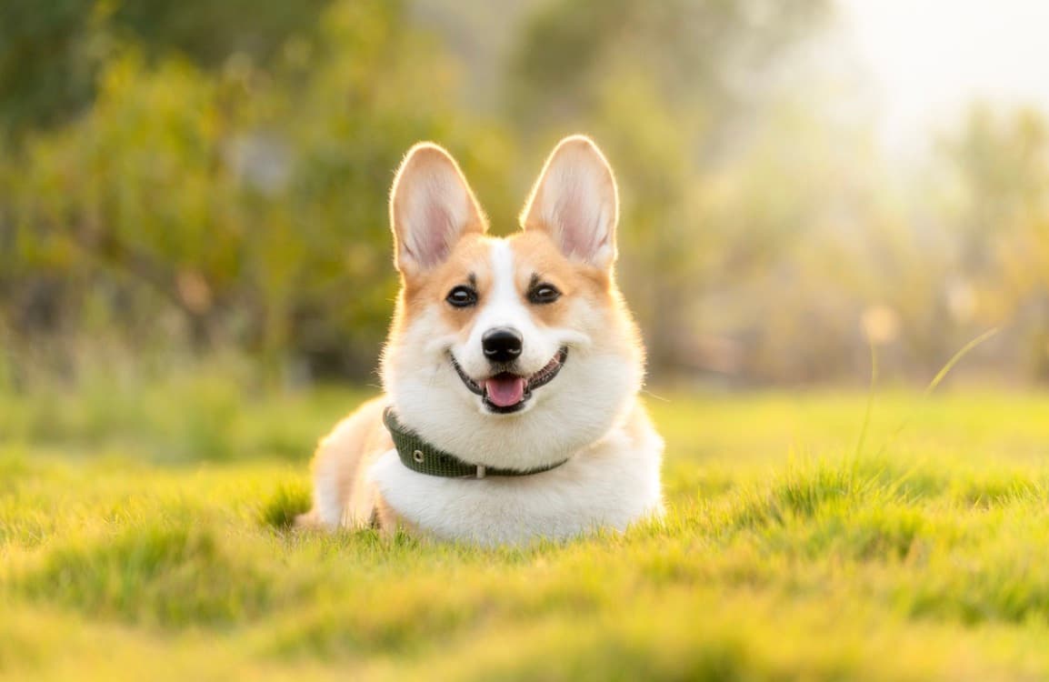 Improve Your Dog’s Appearance with These Supplements for Healthy Skin and Coat