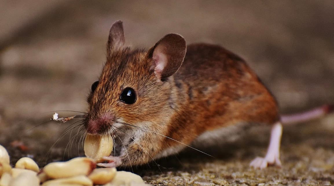 Why You Shouldn’t Ignore a Pest Problem in Your Home