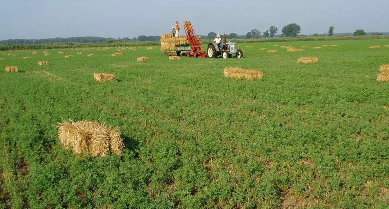 Common Myths About Alfalfa Hay Debunked
