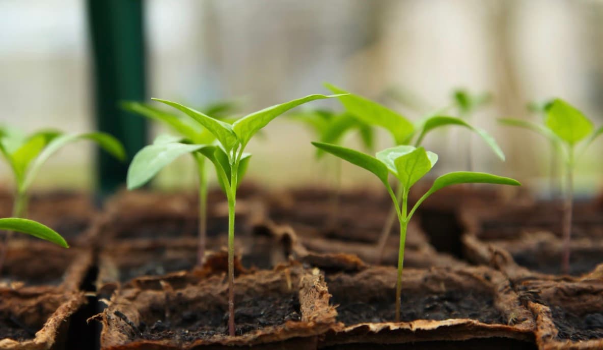 The Benefits of Commercial Greenhouse Farming
