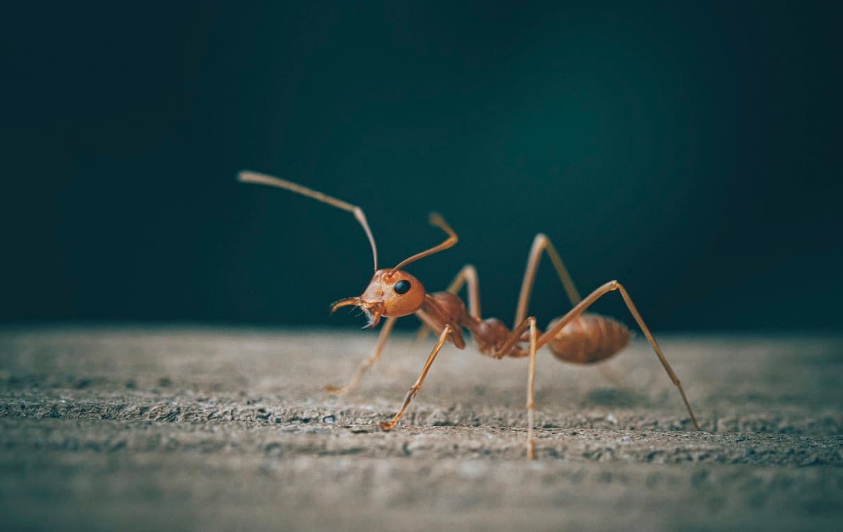 Should You Be Worried About the Bugs in Your Basement?