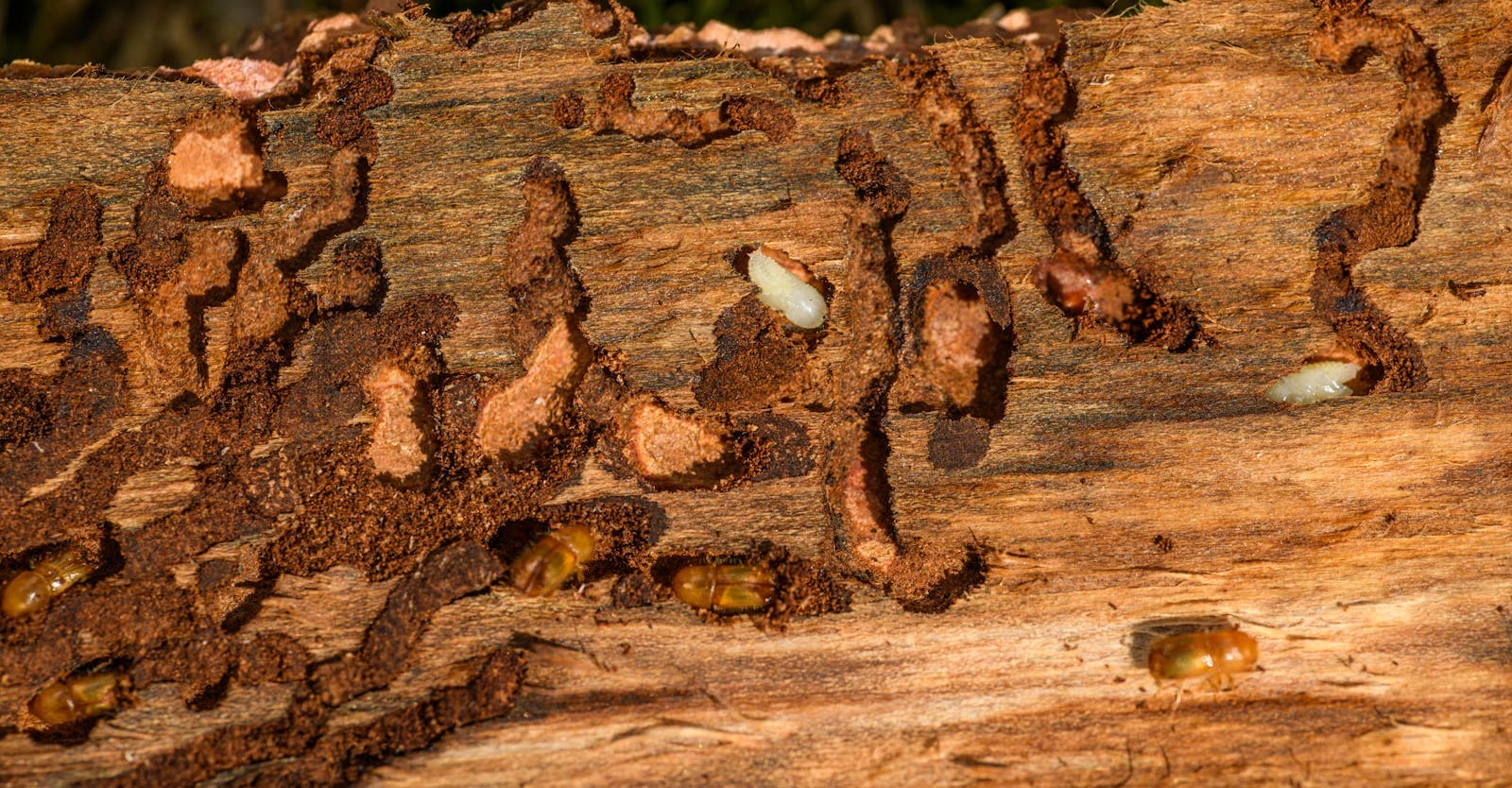 Detailed close-up of tree bark showing woodworm infestation and damage.