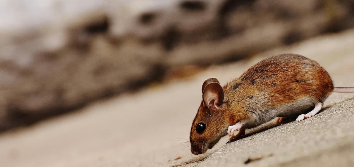 How to Keep Your Living Spaces Safe from Unwanted Pests