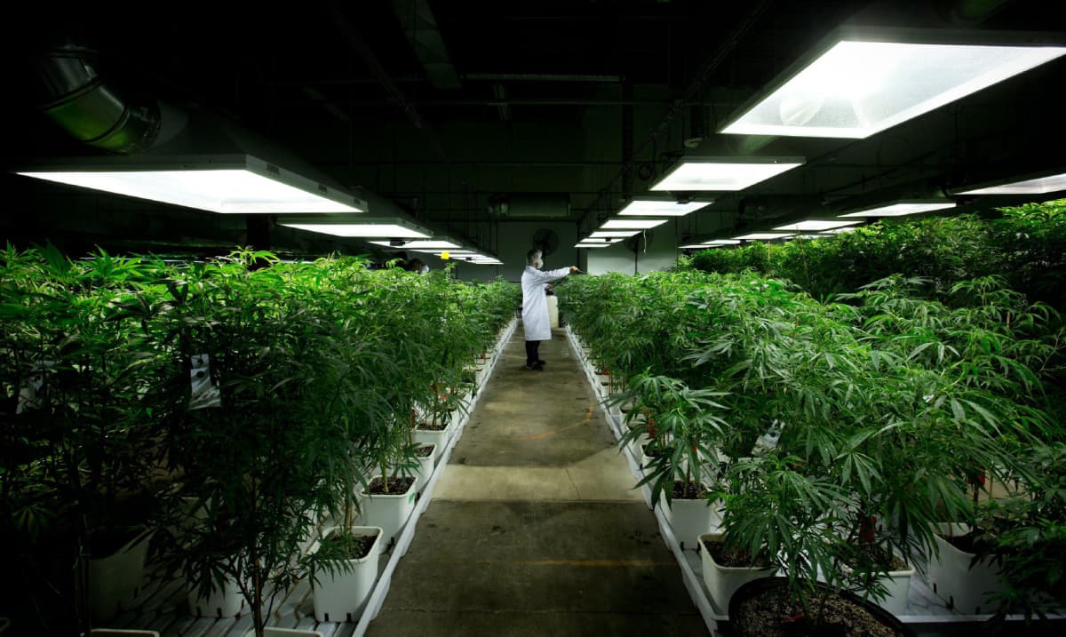 Understanding the Four Pillars of the Cannabis Industry
