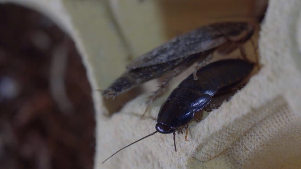 Close-up of cockroaches on a household surface