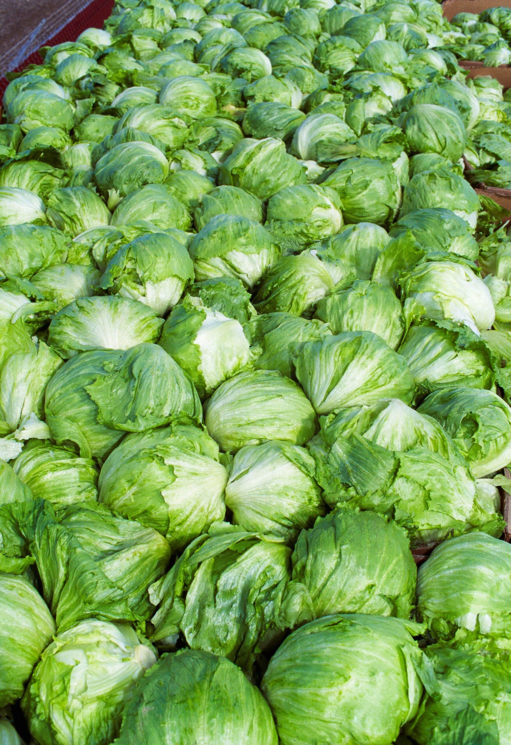 Taylor Farms Pulls Iceberg Lettuce After Cyclospora Outbreak