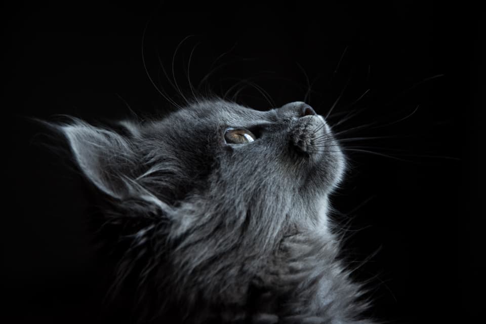 Long-haired gray cat looking upward against a dark background