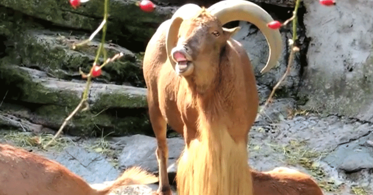 Viral Game of Thrones or Should We Say “Game of Goats” Video. New Soundtrack?