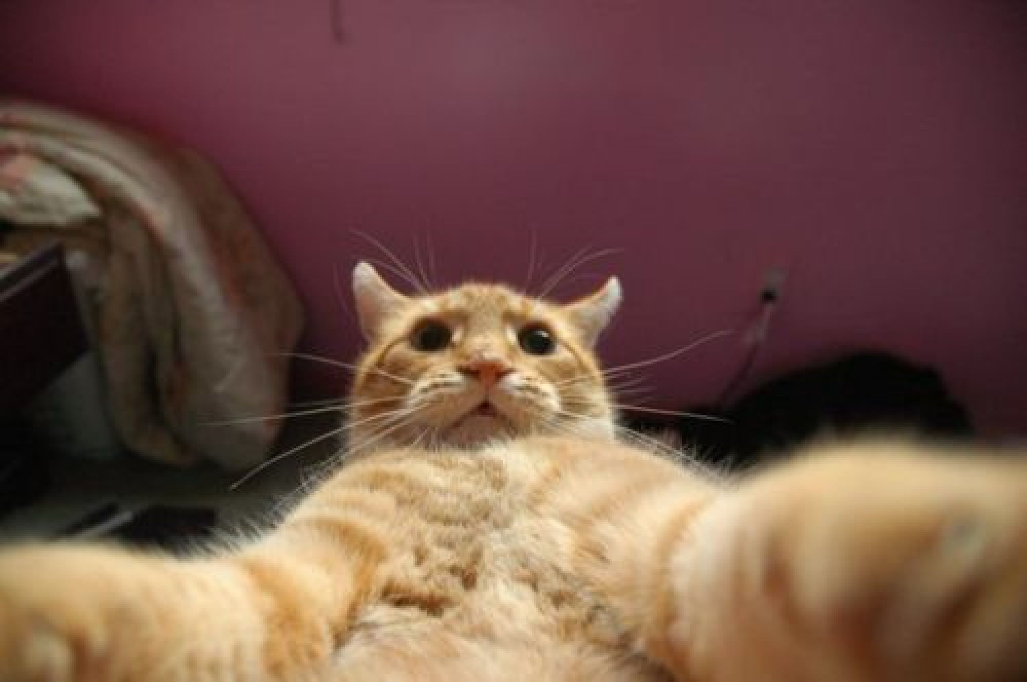 19 Hilarious Animal Selfies That Will Make Your Day. #16 is my Favorite