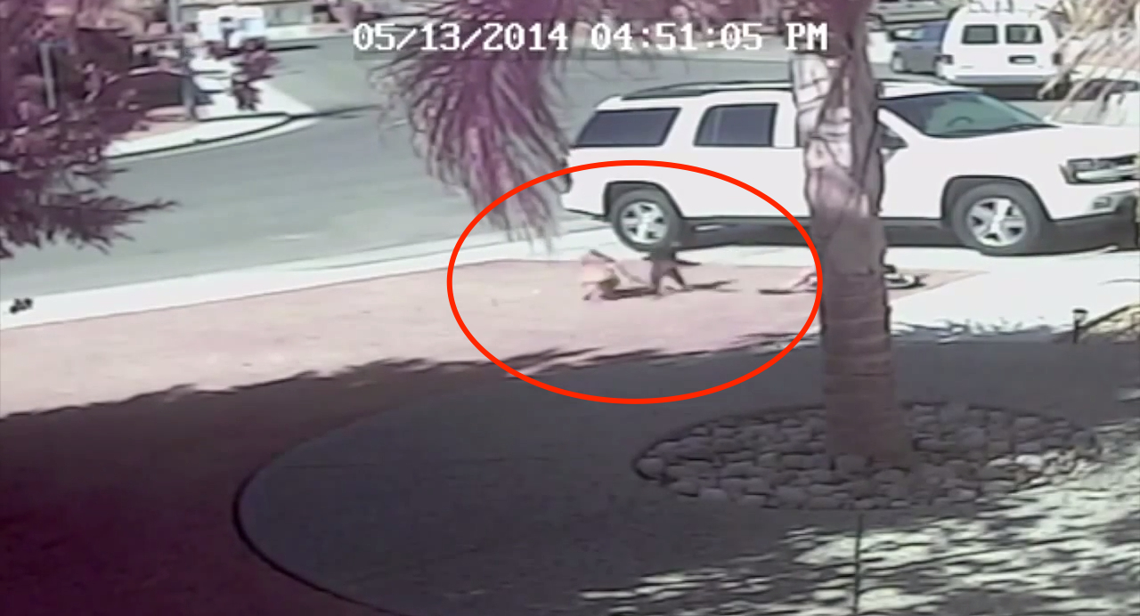 “My Cat Saved My Son!” Watch How This Cat Fights Off A Dog Attacking An Innocent Boy