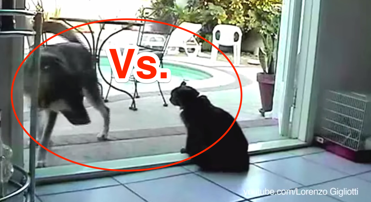 Dogs Vs Cats. VIDEO that Shows How Cats Dominate Everything