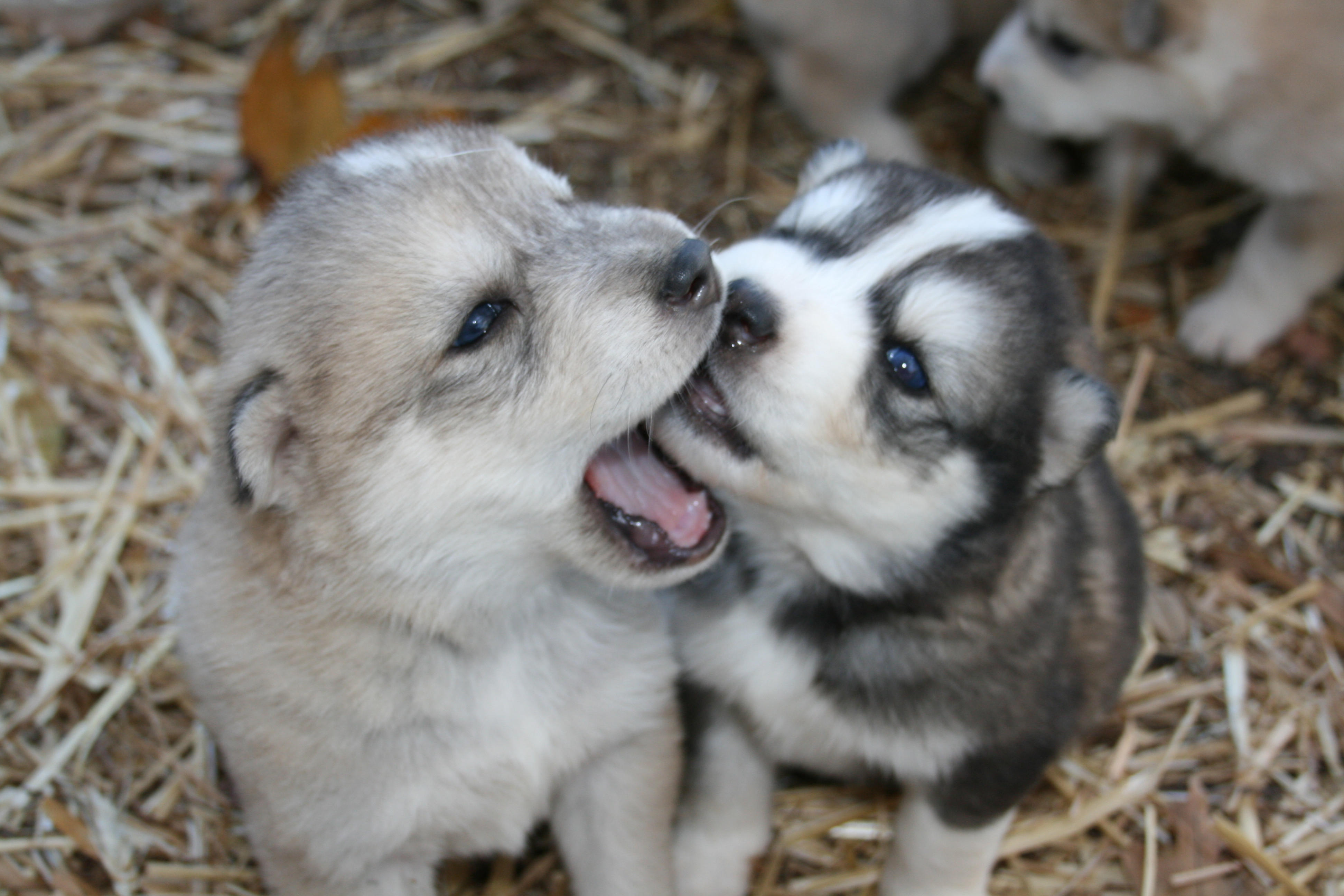 3. When the parents are going out for hunting, they are leaving a babysiter for their little ones