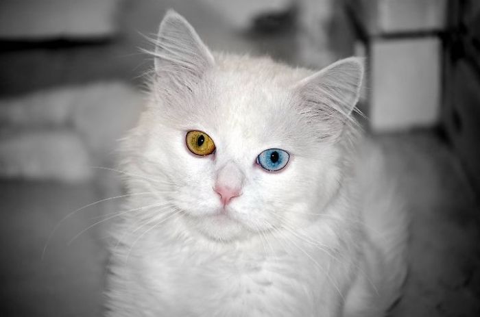26 Unusual and Amazingly Cute Animals With Different Colored Eyes That ...